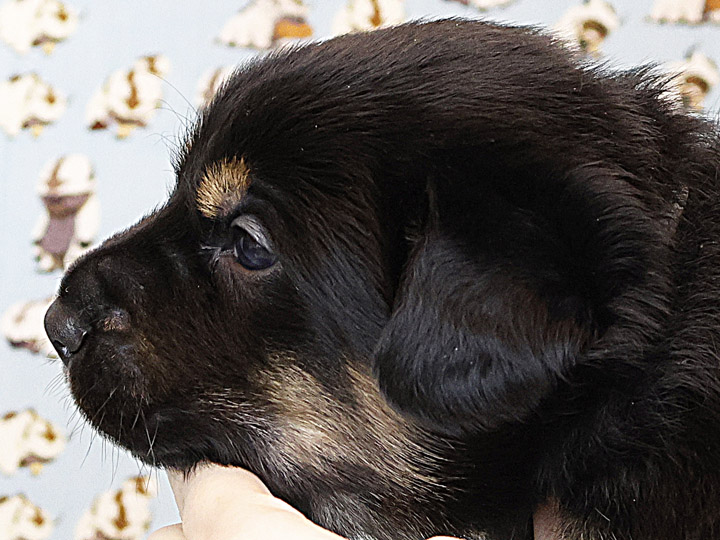 chinook puppy